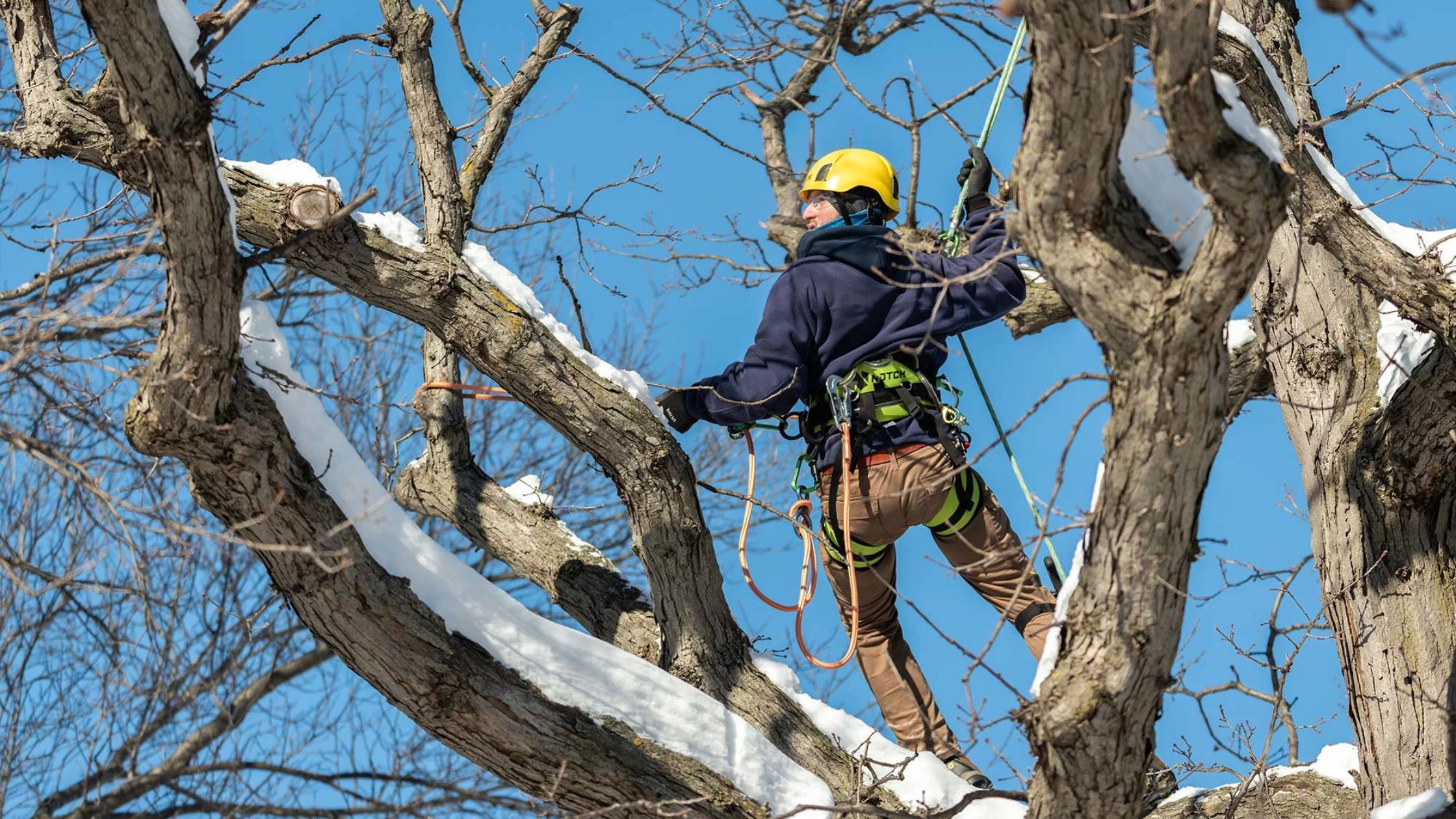 Tree Removal in Burnsville